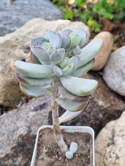 Cotyledon