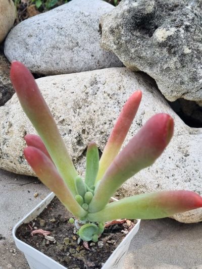 Kalanchoe Oricula - Зображення 3