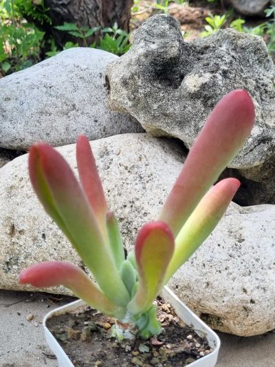 Kalanchoe Oricula - Зображення 2