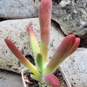 Kalanchoe Oricula