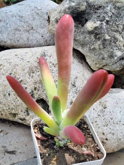 Kalanchoe Oricula