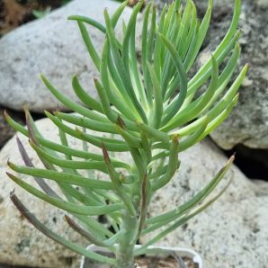 Senecio haworthii Kilimanjaro