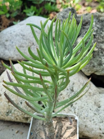 Senecio haworthii Kilimanjaro