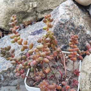 Sedum Stahlii