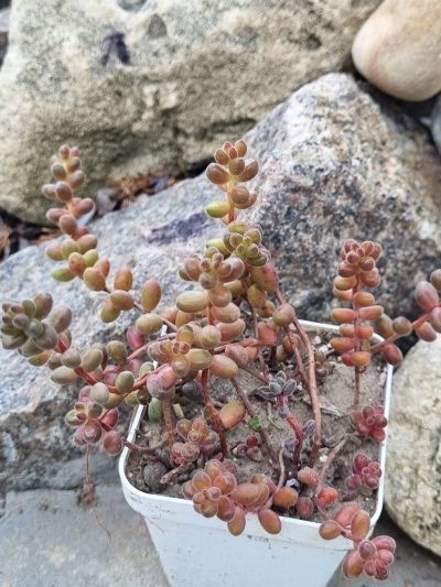 Sedum Stahlii