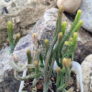Crassula licopodioides