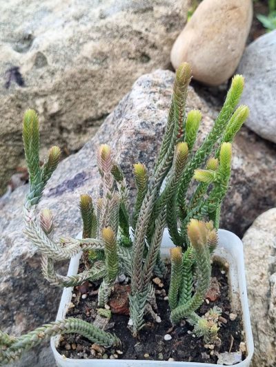 Crassula licopodioides