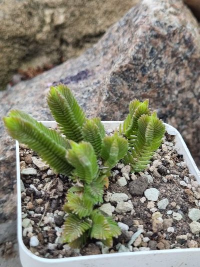 Crassula muscosa Big Form - Зображення 2