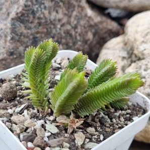 Crassula muscosa Big Form