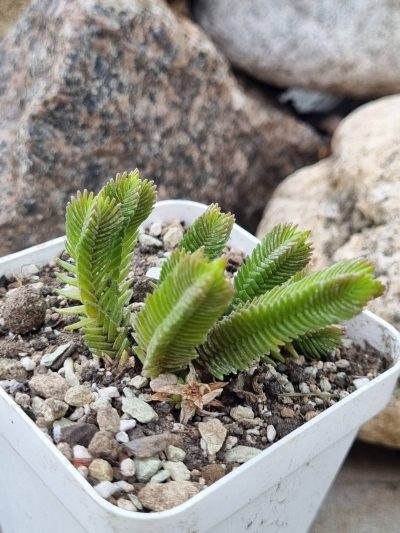 Crassula muscosa Big Form