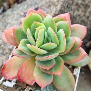 Echeveria Luella