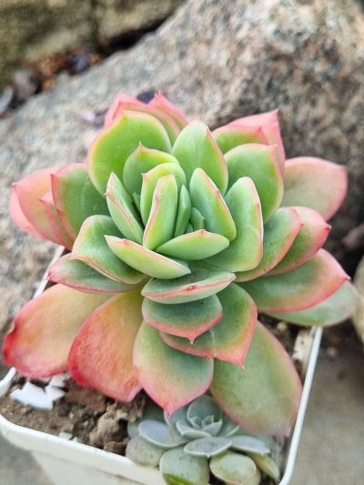 Echeveria Luella