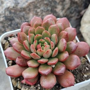 Sedeveria Pink Ruby