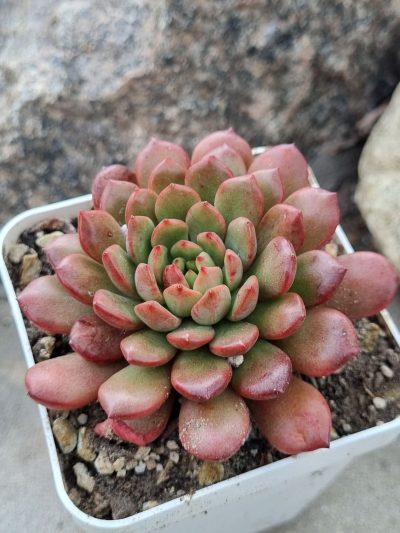 Sedeveria Pink Ruby
