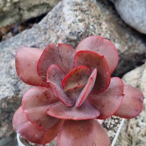 Echeveria Suyon