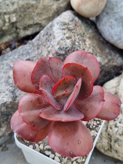 Echeveria Suyon