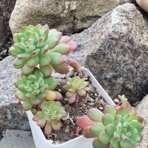 Echeveria Blue Elf