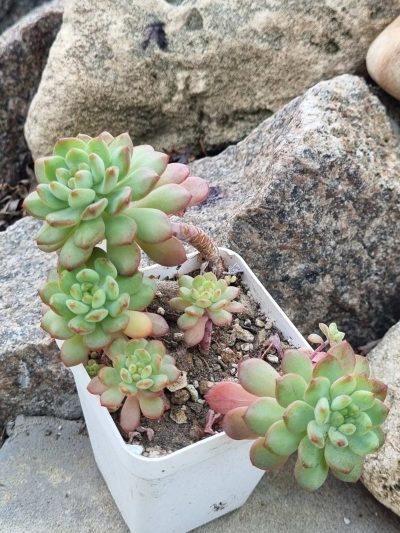 Echeveria Blue Elf