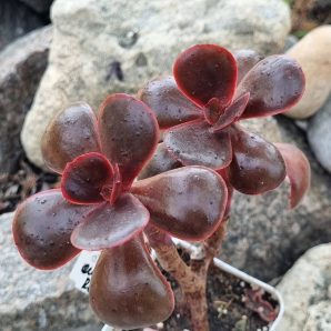 Echeveria Red Ball