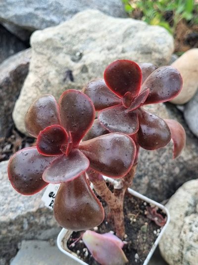 Echeveria Red Ball