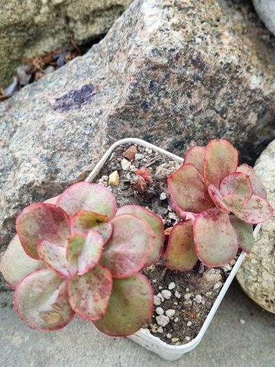 Echeveria Kissing - Зображення 2