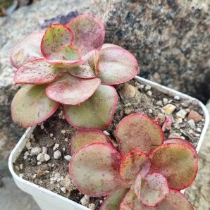 Echeveria Kissing