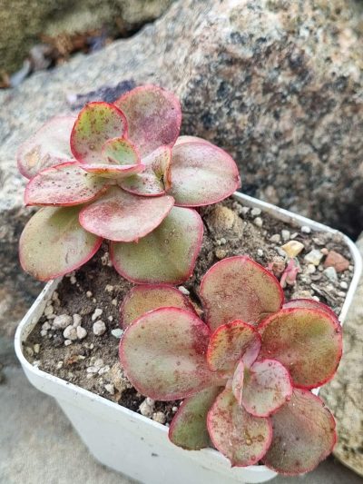 Echeveria Kissing
