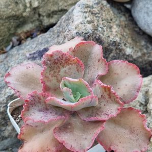 Echeveria Cleopatra