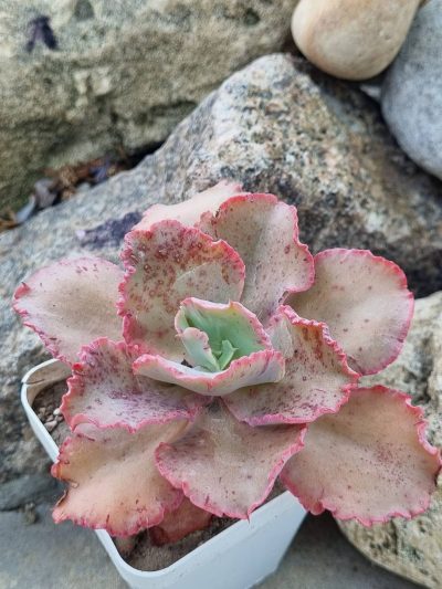 Echeveria Cleopatra