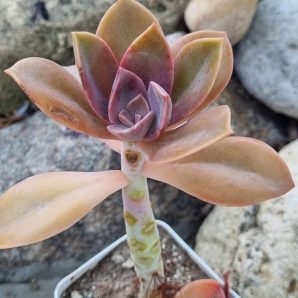 Echeveria Fred Ives