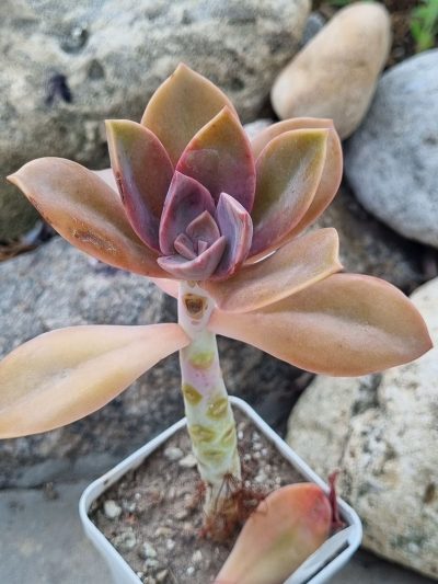 Echeveria Fred Ives