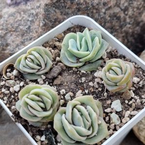 Echeveria Lovely rose