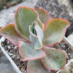 Echeveria Party Dress