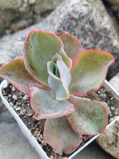Echeveria Party Dress