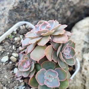 Echeveria Florence