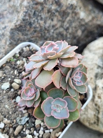 Echeveria Florence