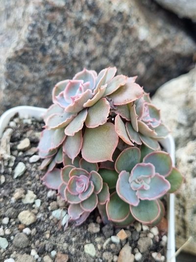 Echeveria Florence - Зображення 2