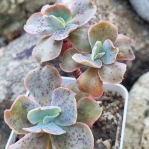 Echeveria Wild Butterfiely