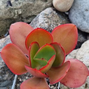 Echeveria Red Finkle