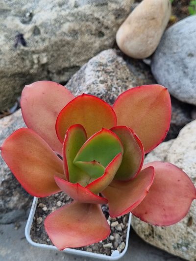 Echeveria Red Finkle