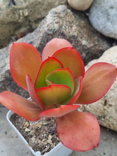 Echeveria Red Finkle - Зображення 2
