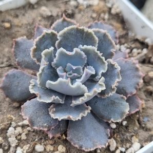 Echeveria Truffles Big