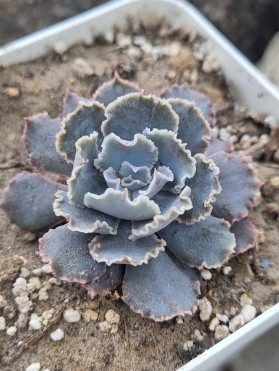 Echeveria Truffles Big