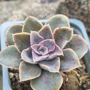 Echeveria Eurychlamus hybrid