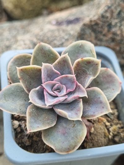 Echeveria Eurychlamus hybrid