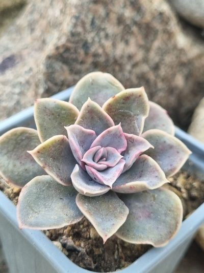 Echeveria Eurychlamus hybrid - Зображення 2