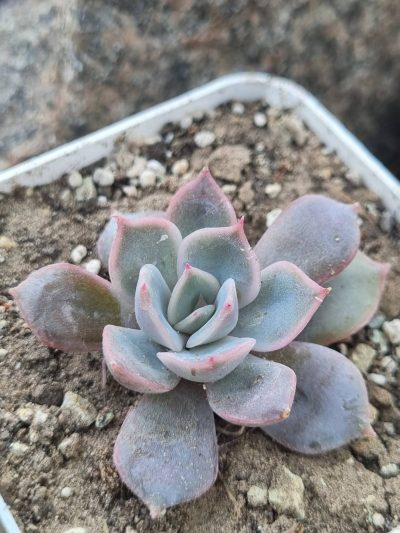 Echeveria Orion - Зображення 2