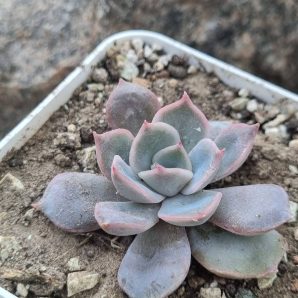 Echeveria Orion