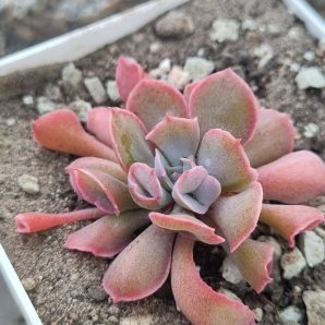 Echeveria Trumpet Pinky