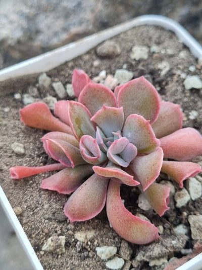 Echeveria Trumpet Pinky